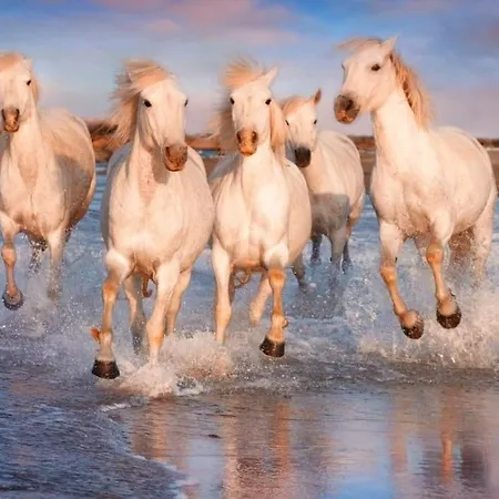 Au Calme Situe En Camargue Dom wakacyjny *