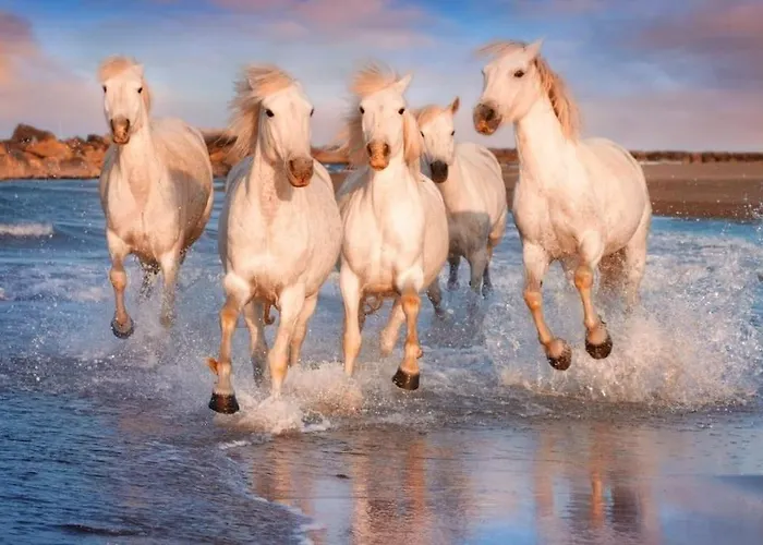Au Calme Situe En Camargue Ferienhaus *